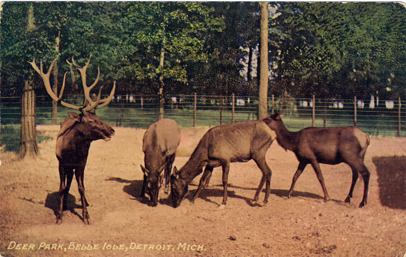 Deer at Belle Isle Zoo