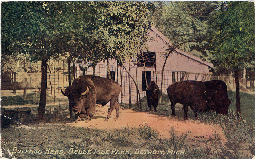 Buffalo at Belle Isle Zoo