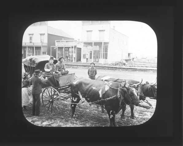 Buggy with team of oxen