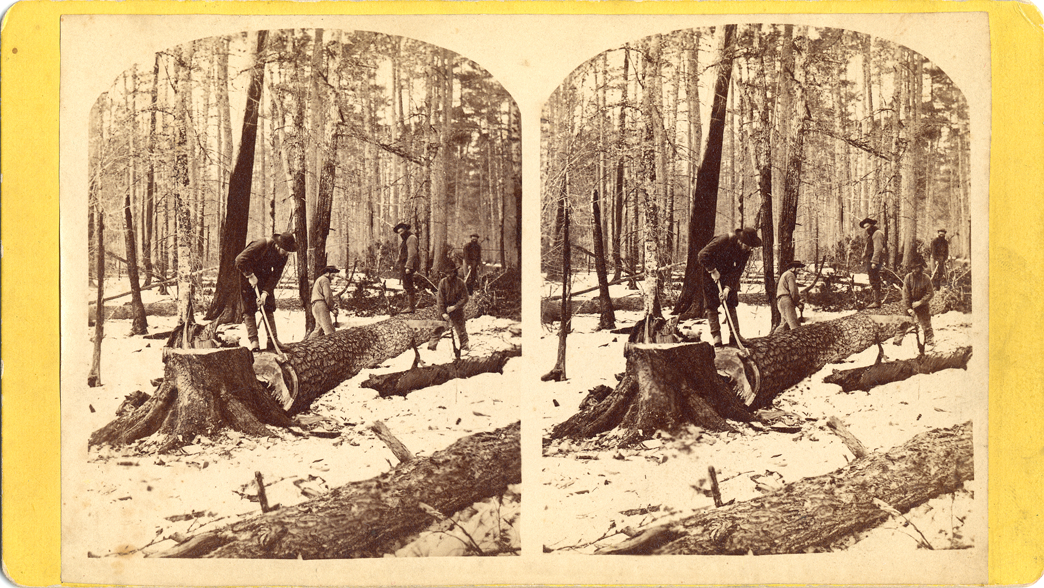 Loggers cutting down trees