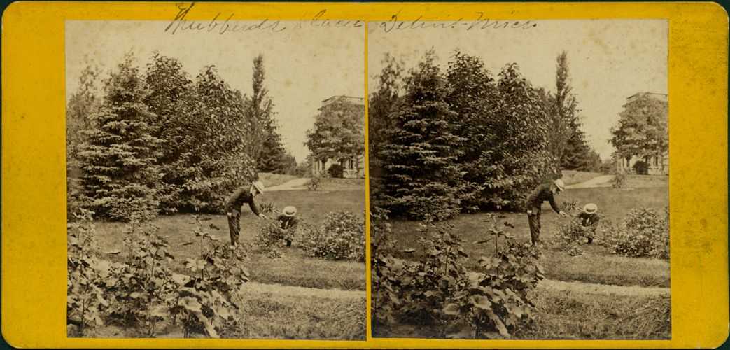Working in the Hubbard garden