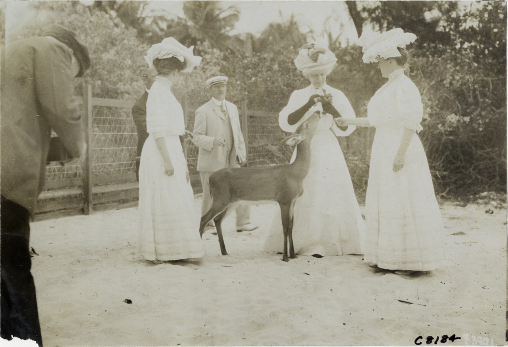 Women feeding deer, Palm Beach boat carnival