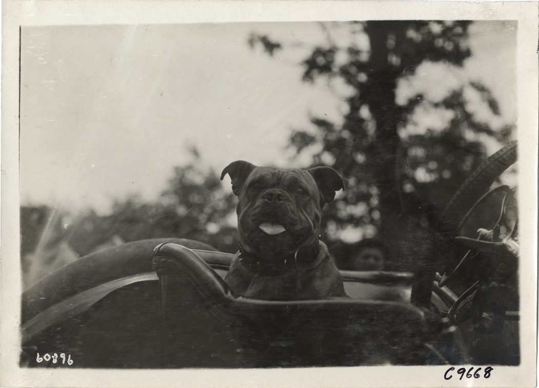Dog in racecar, 1910 Dead Horse Hill Climb
