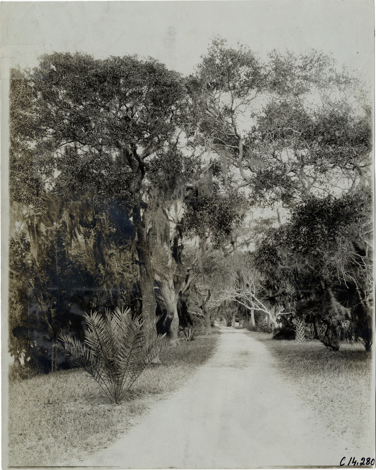 Tree-lined road, 1905 Ormond-Daytona races