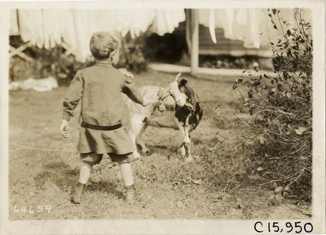 Boy and goat, 1910 Vanderbilt Cup races