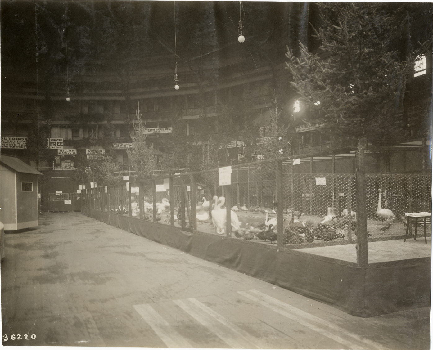 Waterfowl exhibit, 1909 Sportsman's Show