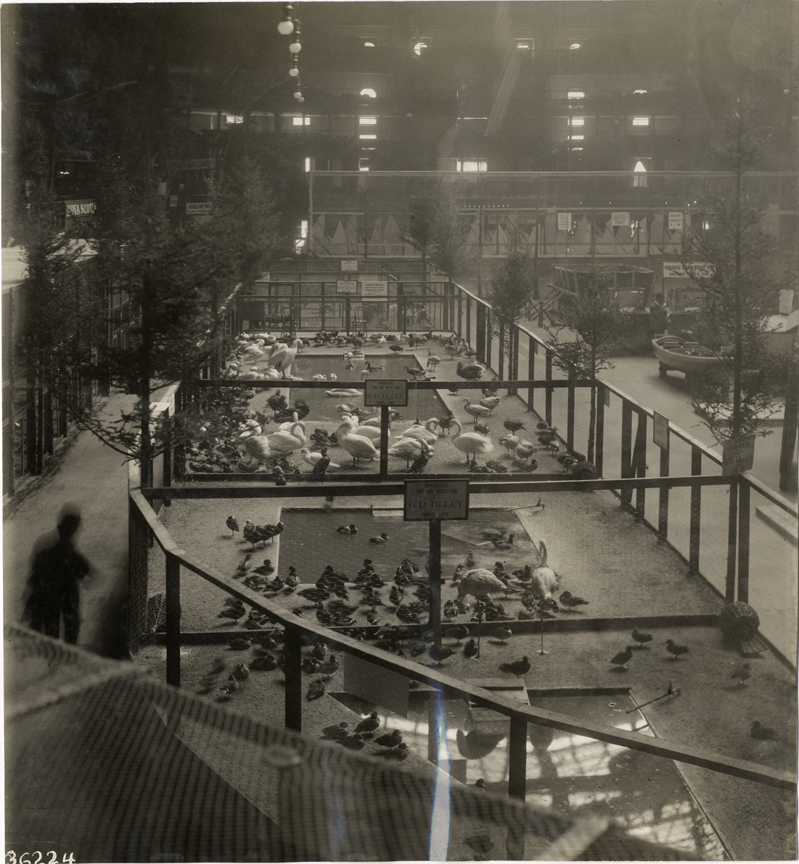 Waterfowl exhibit, 1909 Sportsman's Show