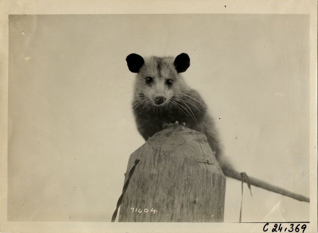Opossum, 1911 Glidden Tour