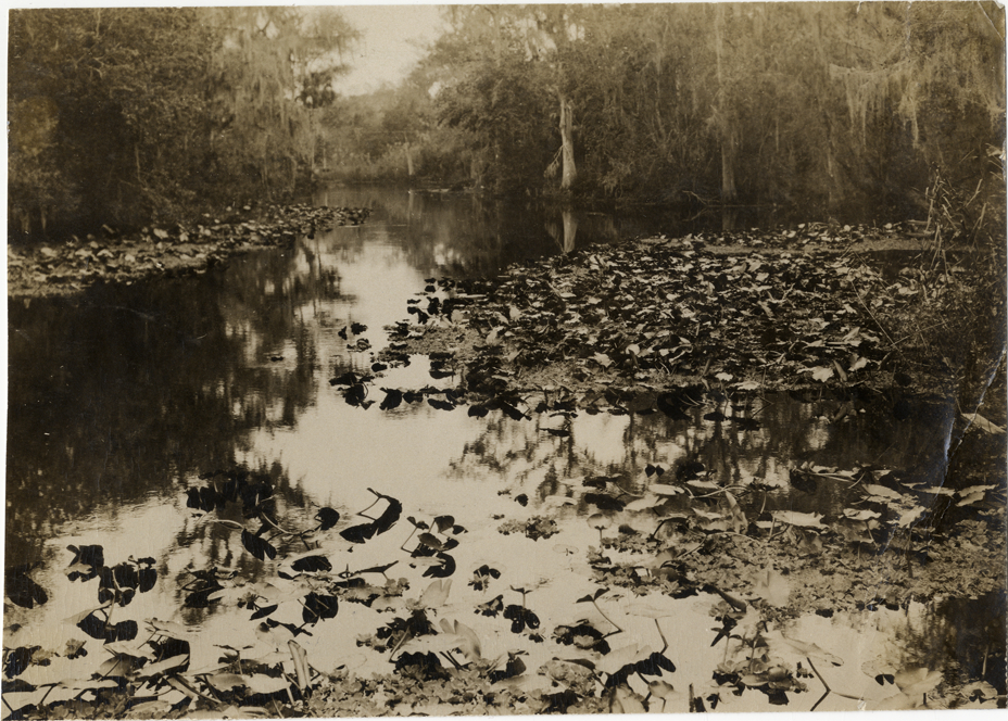 Swamp, Florida