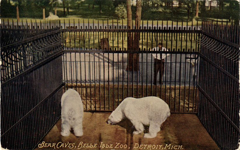 Polar bears at Belle Isle Zoo