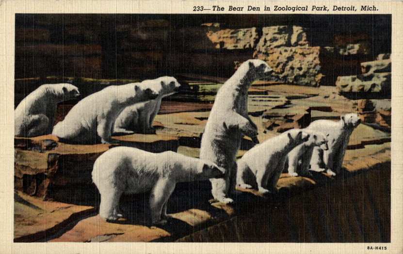 Polar bears at Detroit Zoo