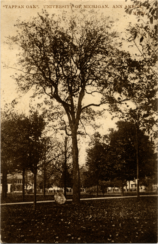 Tappan Oak, University of Michigan, Ann Arbor