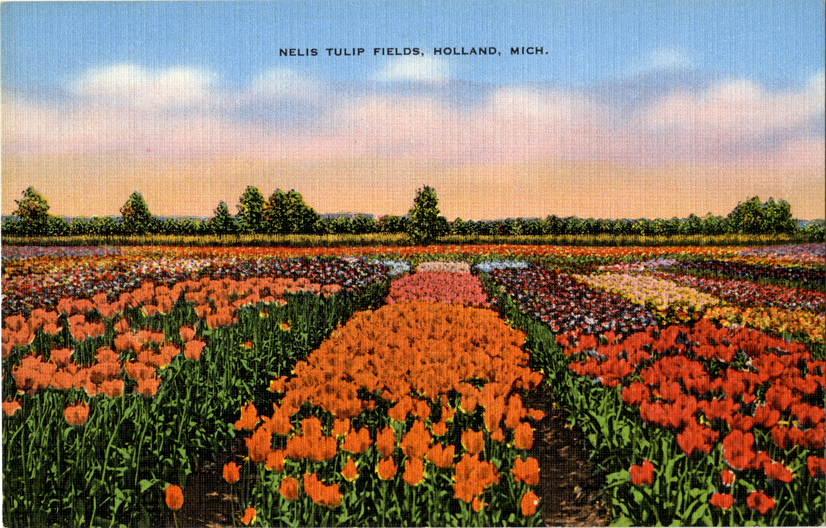 Nelis Tulip Farm, Holland, Michigan