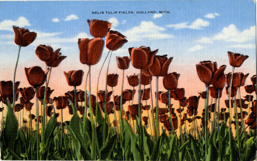 Nelis Tulip Farm, Holland, Michigan