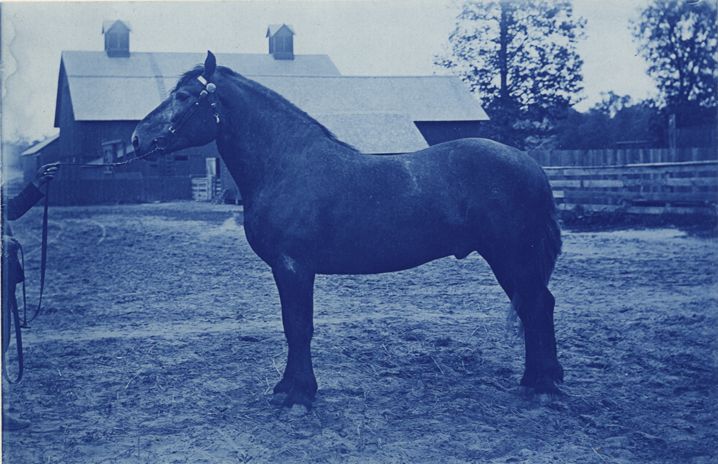 Horse, Palmer Park
