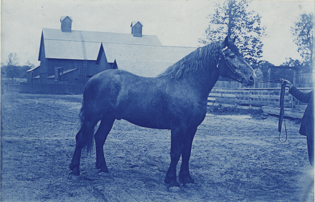 Horse, Palmer Park