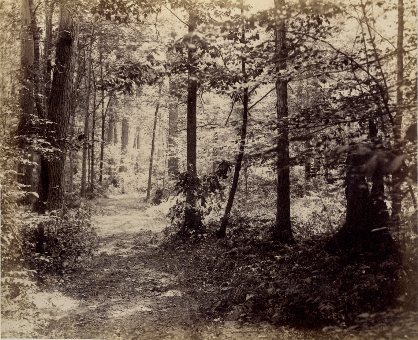 Sassafras trees, Palmer Park