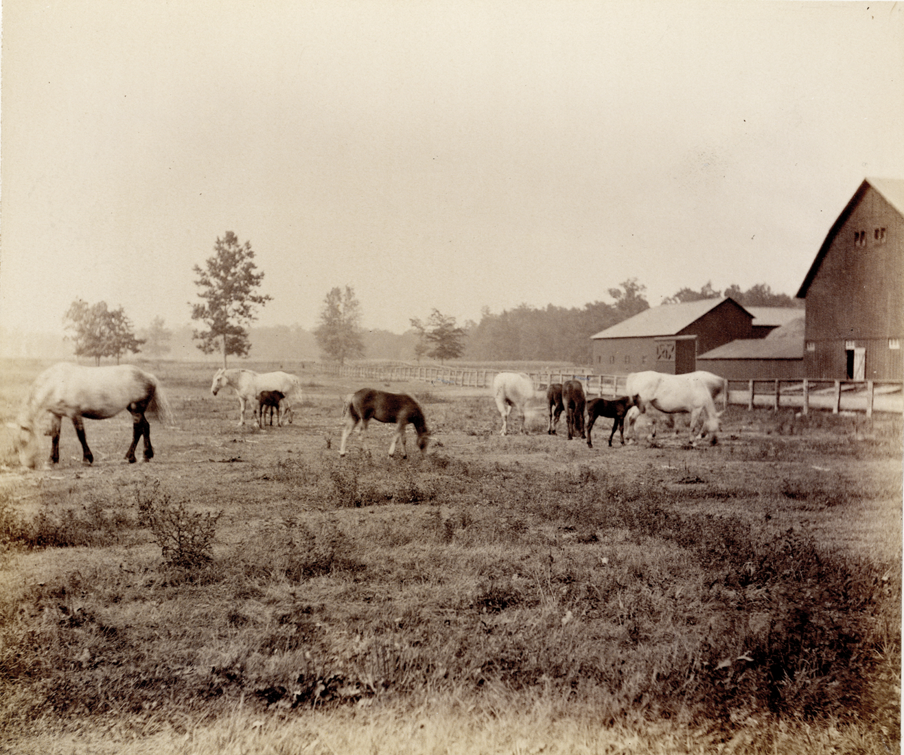 Percheron horses and colts, Palmer Park