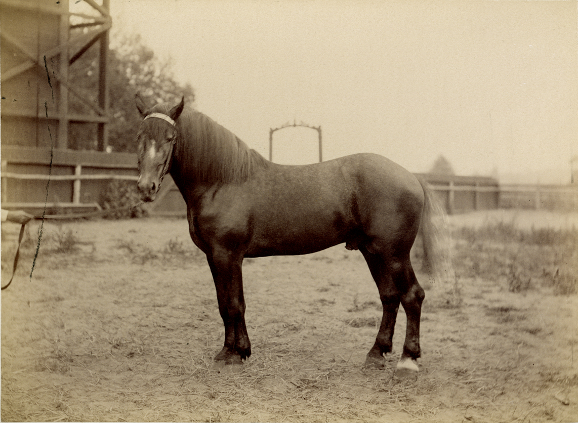 Horse, Palmer Park