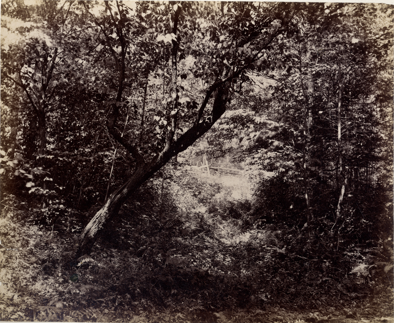 Ferns, Palmer Park