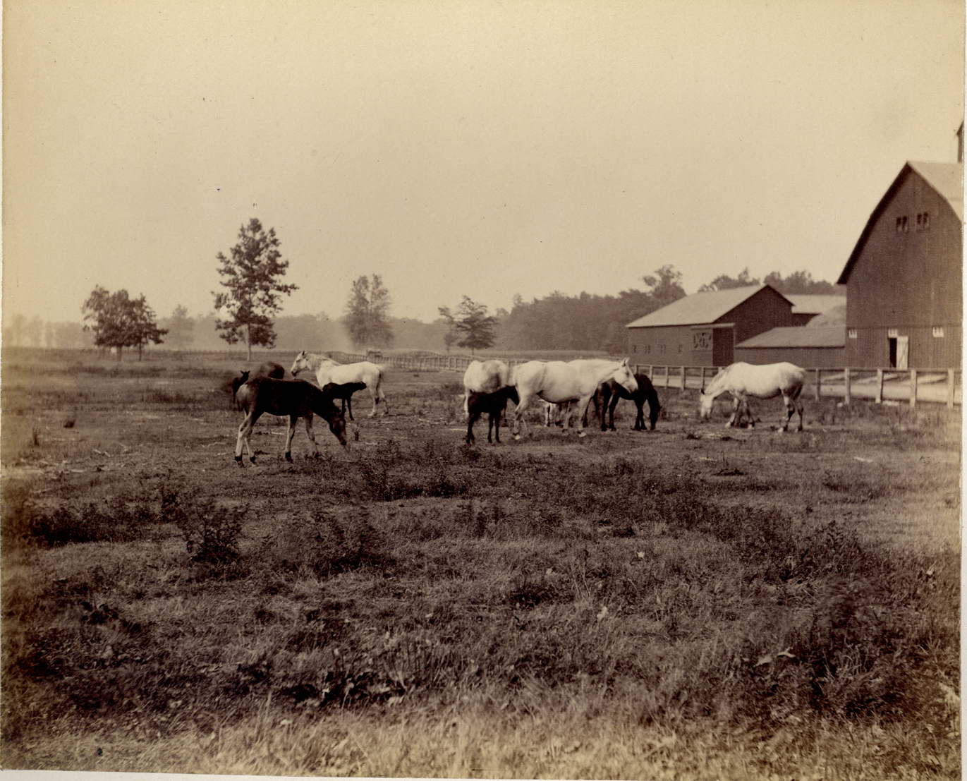 Percheron horses and colts, Palmer Park
