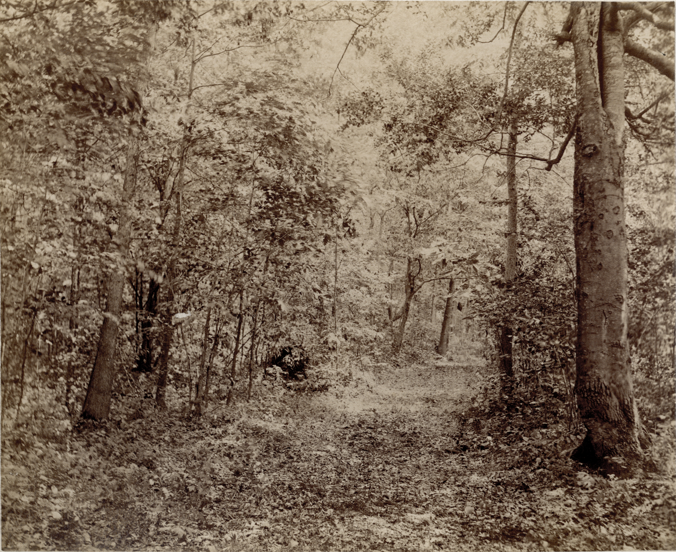 Path in woods, Palmer Park