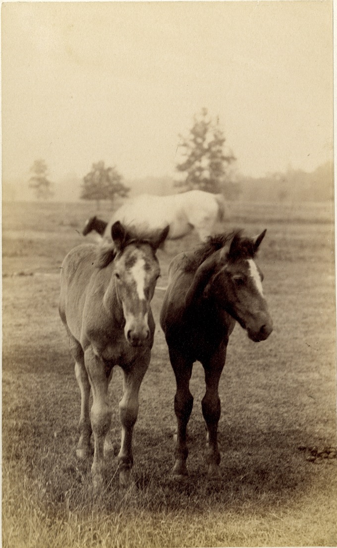 Horses, Palmer Park