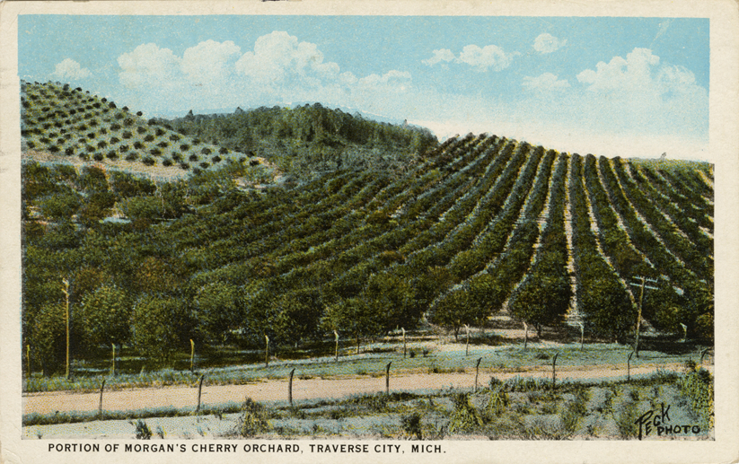 Morgan's Cherry Orchard, Traverse City, Michigan