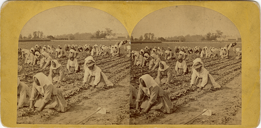 Women working in a field, D.M. Ferry & Co. farms