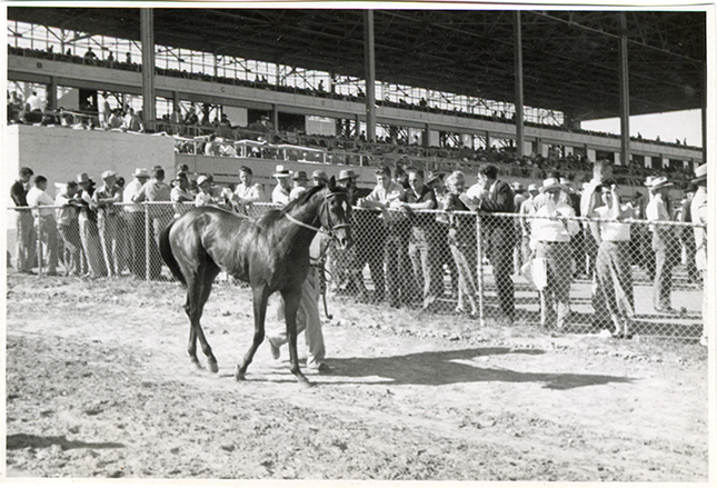 Groom leading horse from paddock on way to track, Michigan Racing Association racetrack