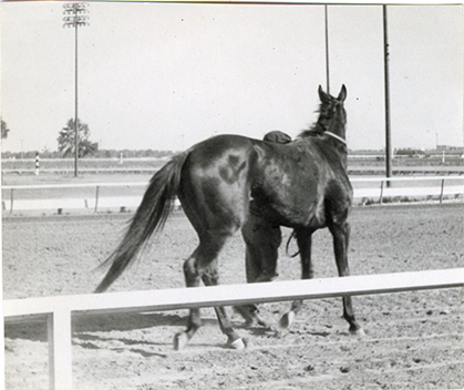 Groom with horse, Michigan Racing Association racetrack