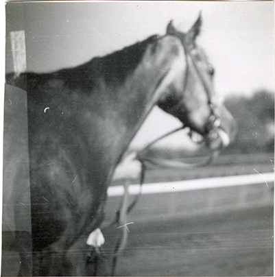 Horse, Hazel Park Raceway