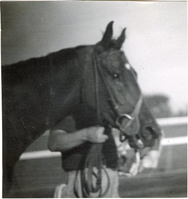 Horse, Hazel Park Raceway