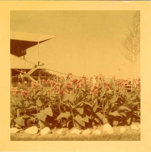 Canna lilies in front of grandstand, Hazel Park Raceway