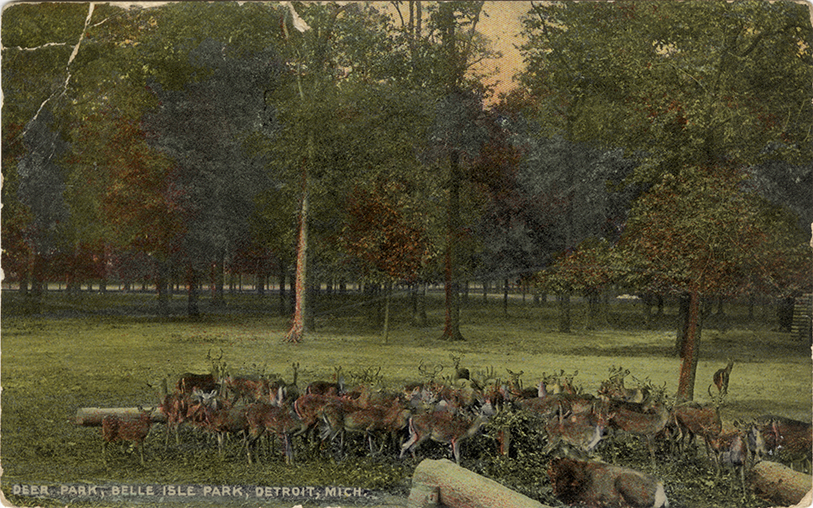 Deer at Belle Isle Zoo